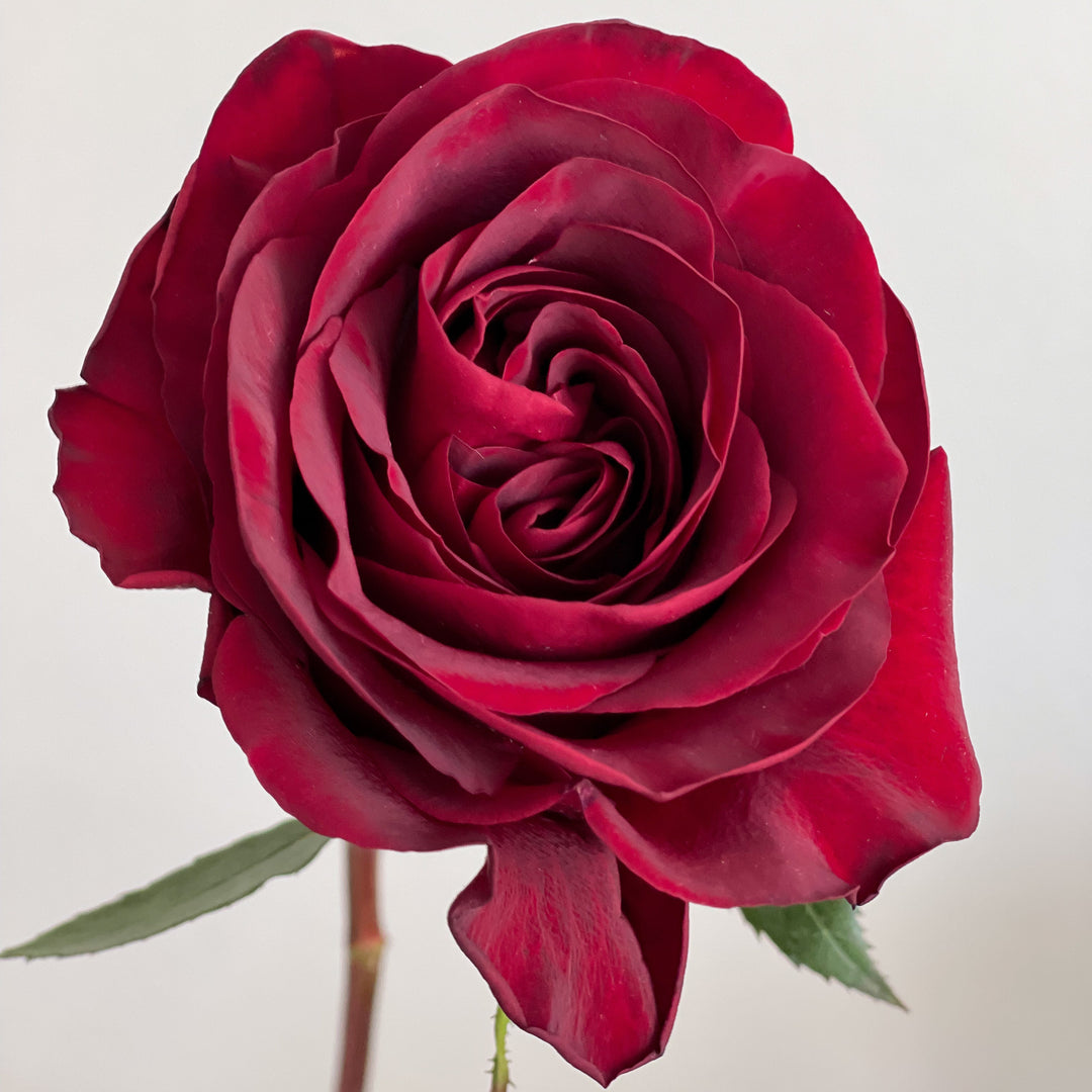 Close-up of a deep red rose on a light background