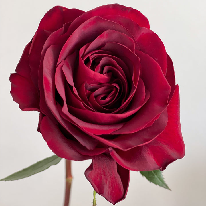 Close-up of a deep red rose on a light background