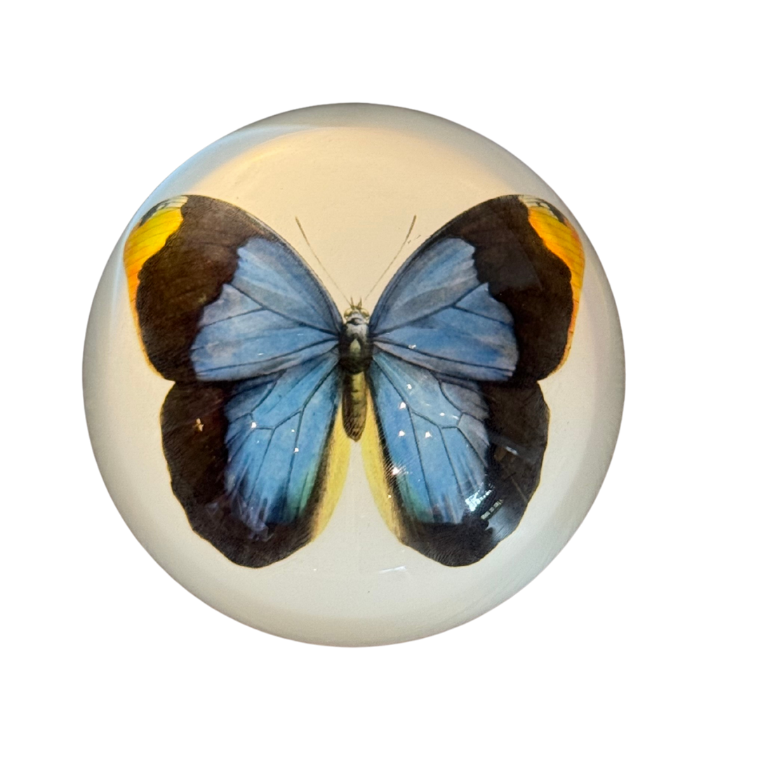 blue butterfly paper weight Mood 2025