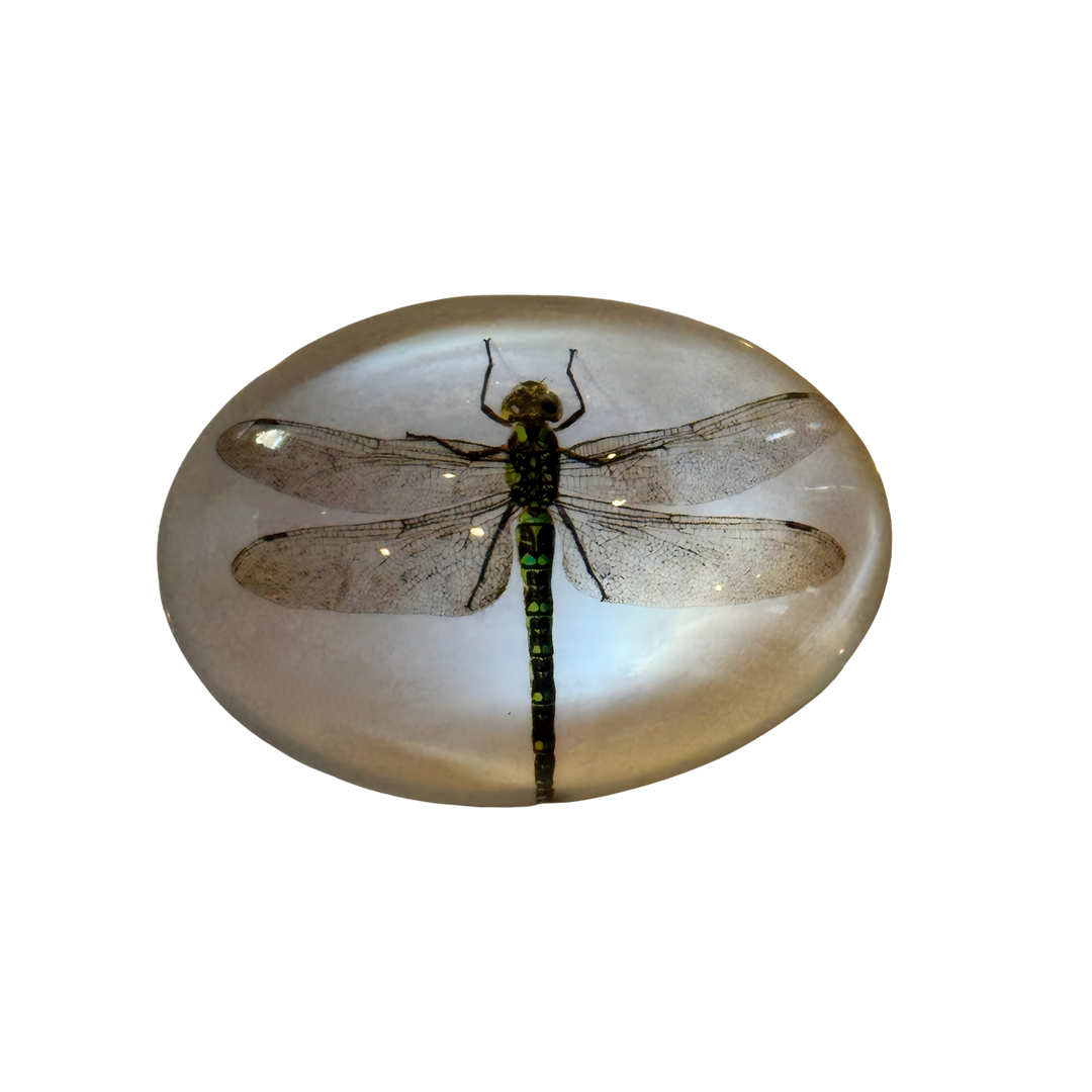 Dragonfly Glass Paperweight—solid glass dome featuring lifelike dragonfly illustration, perfect for elegant home or office décor from Mood by DMJ Lafayette.