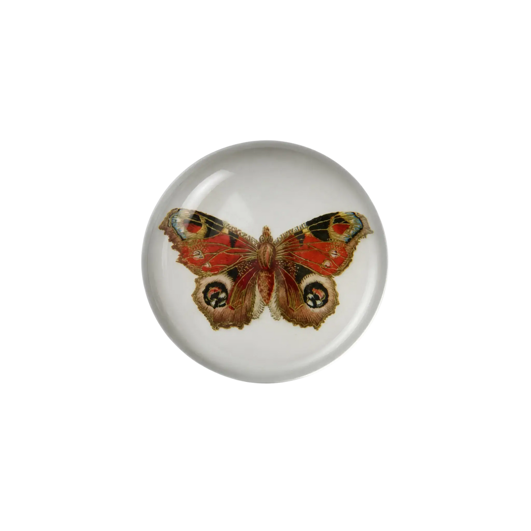 Saint Austin Moth Paperweight - detailed moth illustration under round glass dome