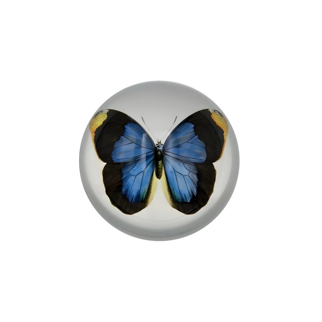 Blue butterfly glass paperweight under dome at Mood By DMJ Lafayette Louisiana