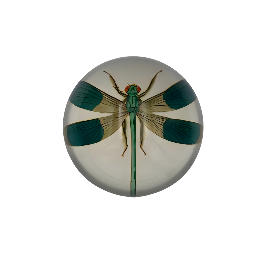 Teal dragonfly glass paperweight under dome at Mood By DMJ Lafayette Louisiana