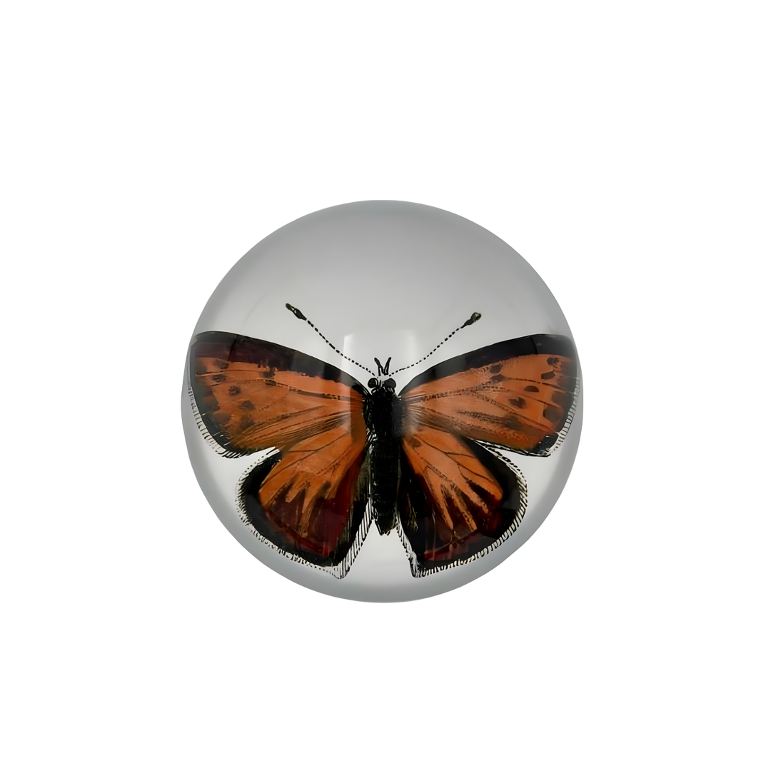 Monarch butterfly glass paperweight with orange and black wings under dome at Mood By DMJ Lafayette Louisiana