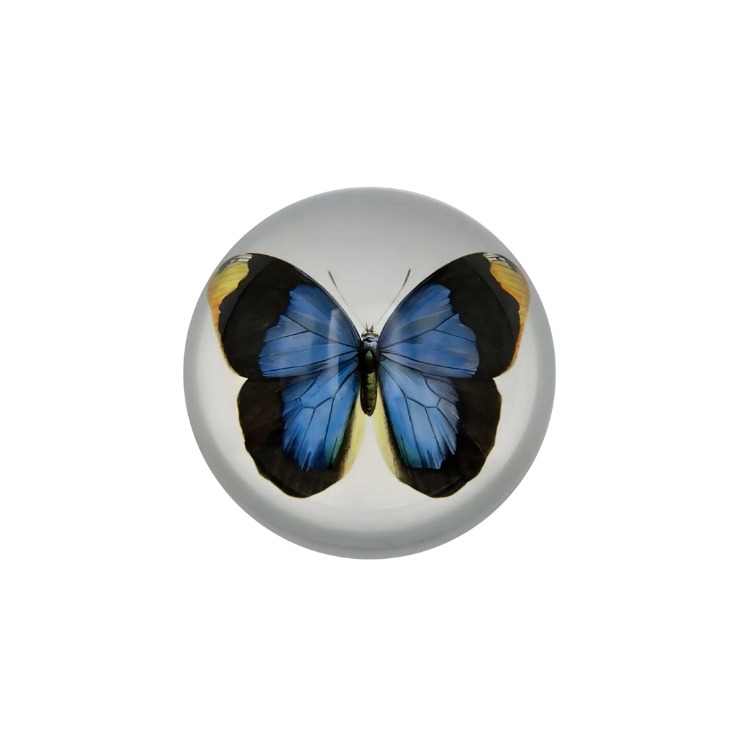 Blue Butterfly Paperweight by Saint Austin