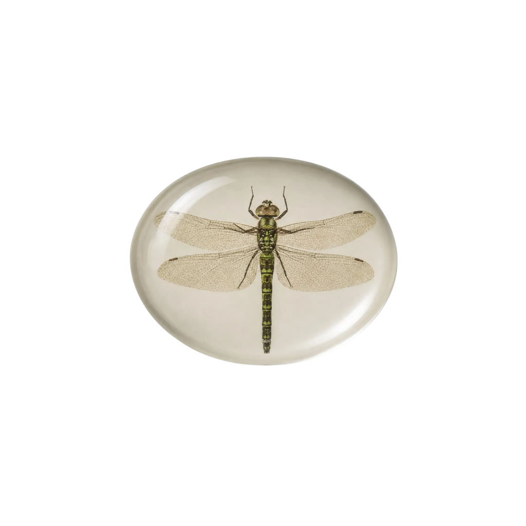 Dragon Fly Paperweight by Saint Austin