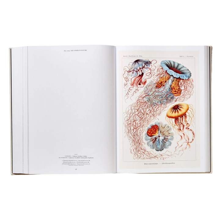 Interior spread of The Art and Science of Ernst Haeckel XXL book by TASCHEN showing a hand-coloured jellyfish plate
