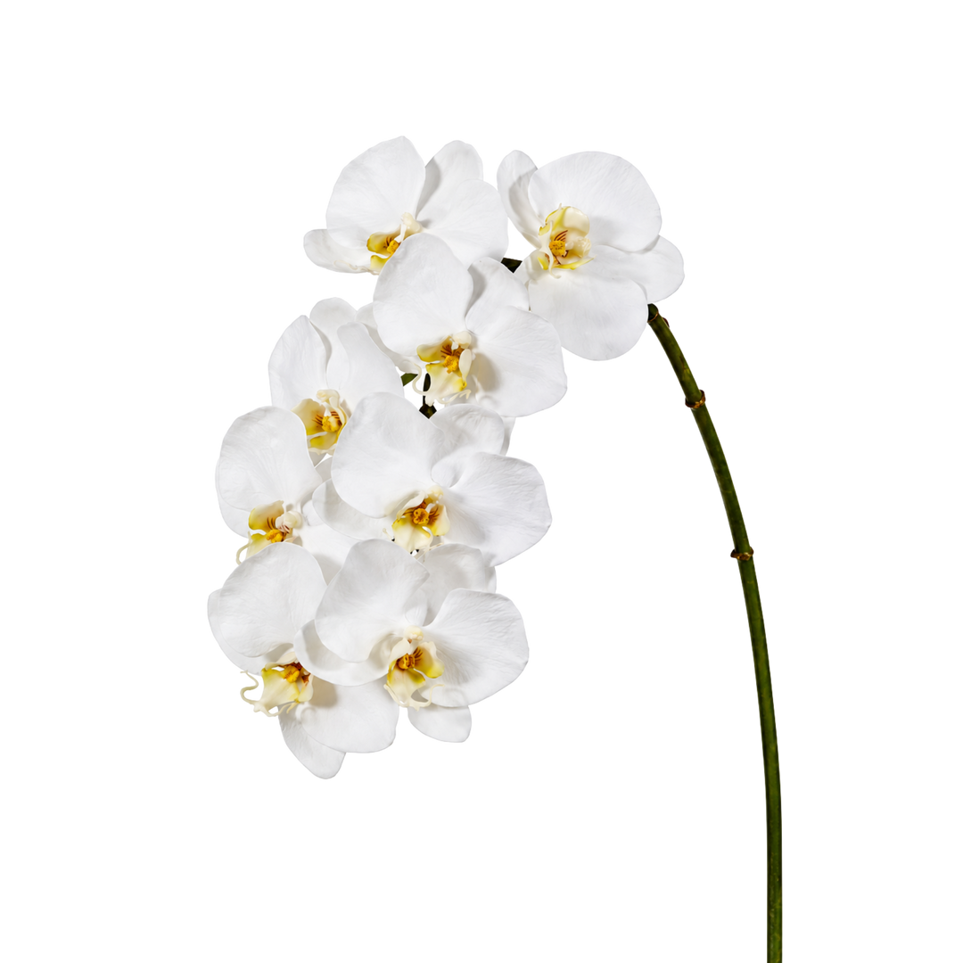 Winward natural touch white orchid stem, a 37.5 inch faux phalaenopsis with eight white blooms, from Mood by DMJ